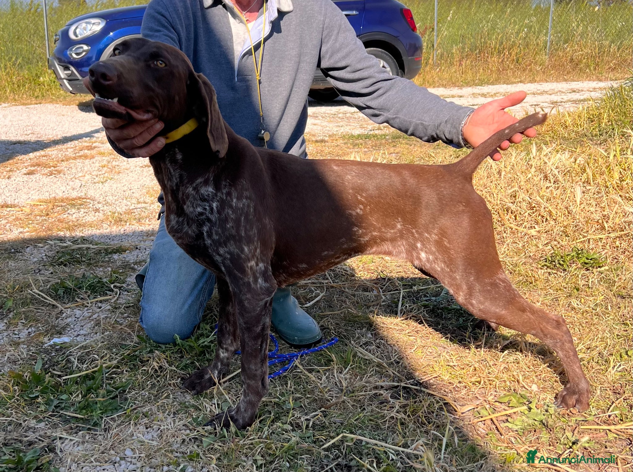 Kurzhaar cani Cucciolona Kurzhaar - Annuncio 16