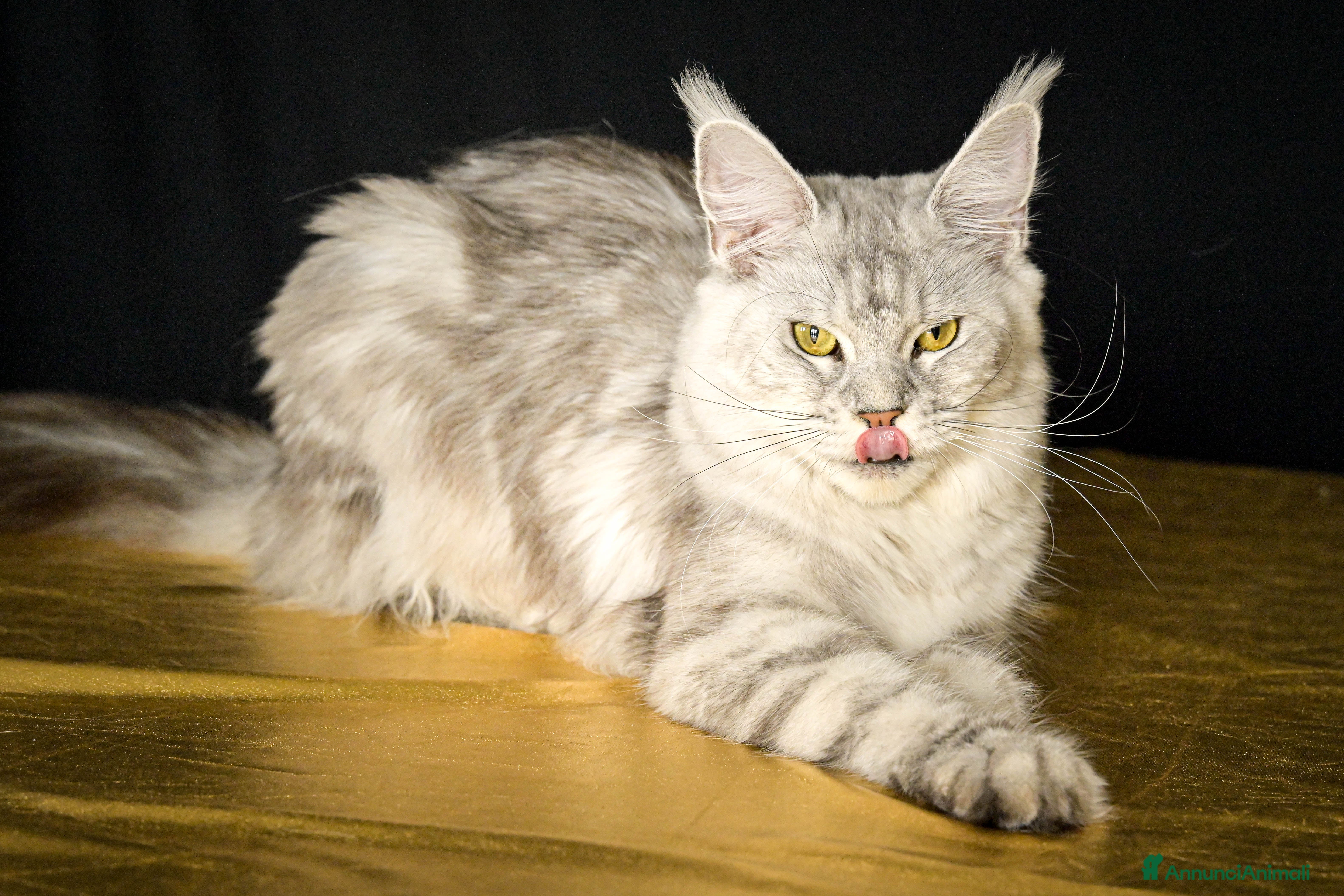 Maine Coon gatti Cuccioli Maine coon - Annuncio 28