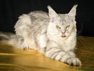 Maine Coon gatti Cuccioli Maine coon - Annuncio 28