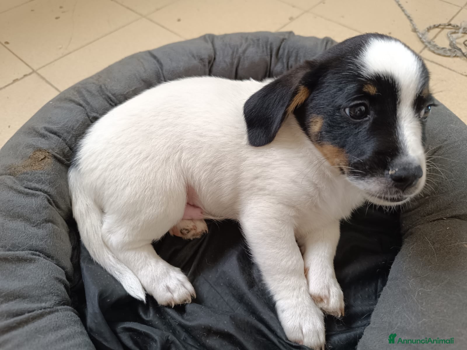 Meticcio cani Cucciolo di taglia piccola  - Annuncio 27