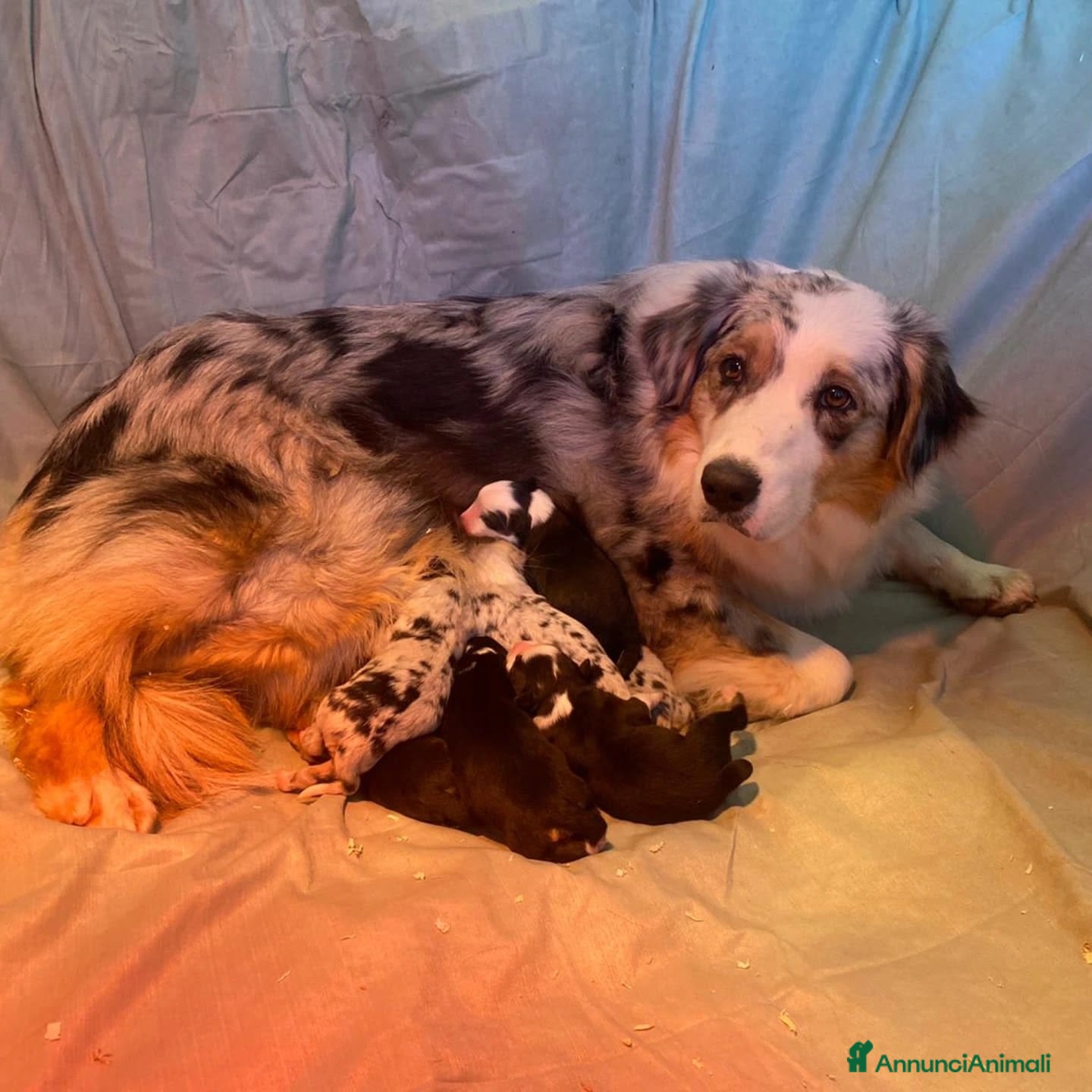 Australian Shepherd cani AUSTRALIAN SHEPHERD - Annuncio 1