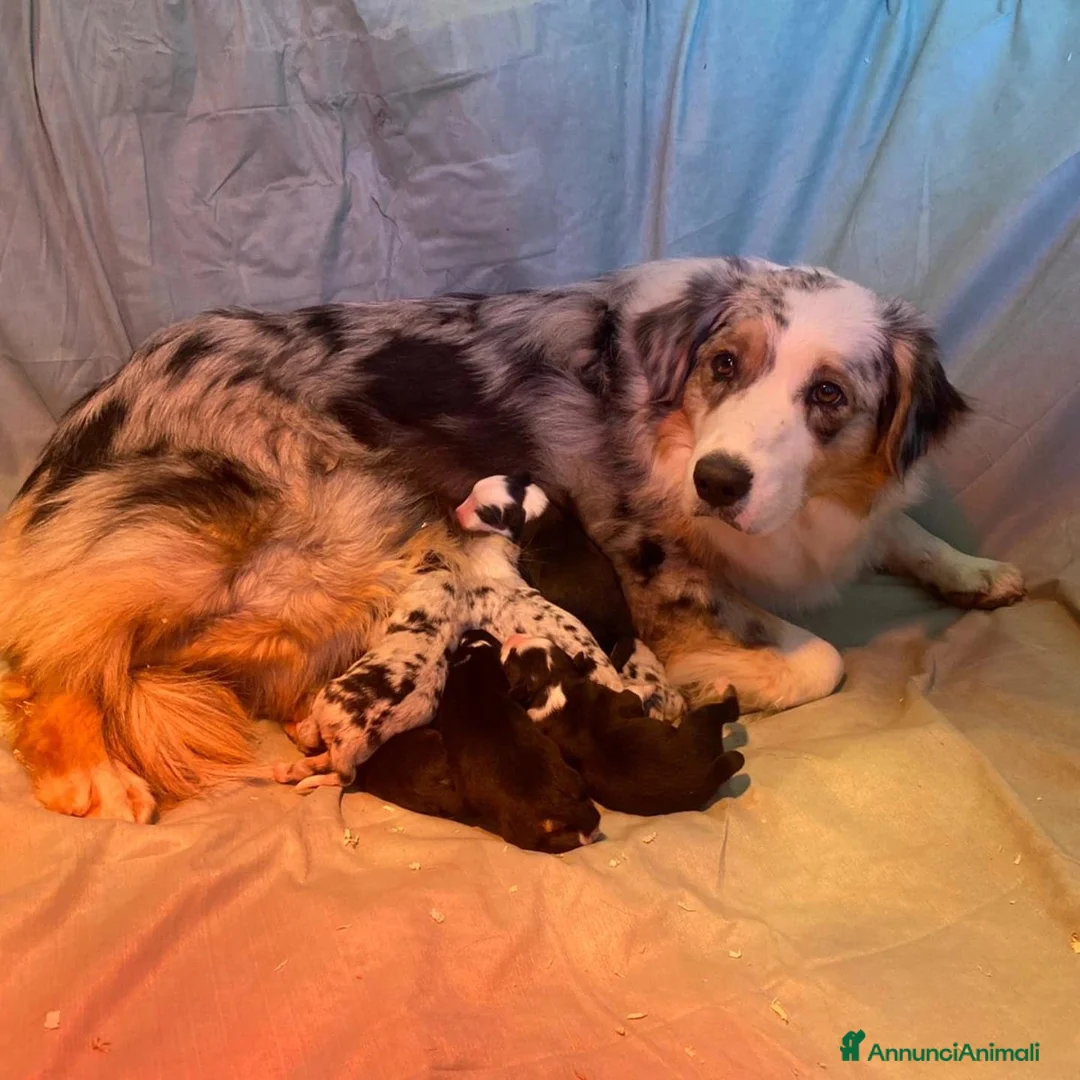 Australian Shepherd cani in vendita: AUSTRALIAN SHEPHERD a Provincia di Padova - Annuncio 1