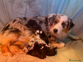 Australian Shepherd cani AUSTRALIAN SHEPHERD - Annuncio 1