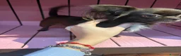 Chihuahua cani in vendita: Chihuahua pelo lungo bicolore - Annuncio 5
