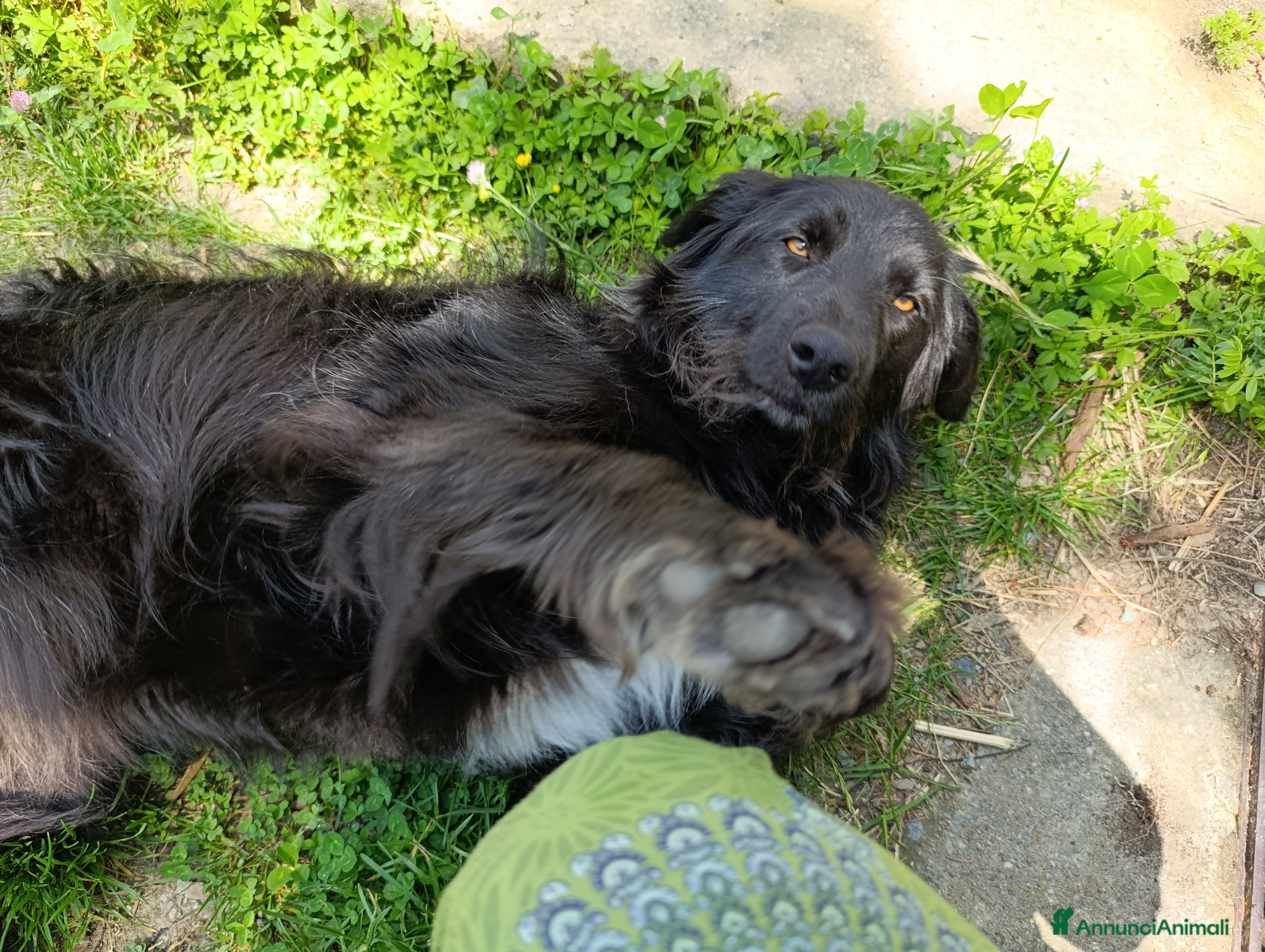 Border Collie cani nuova casa felice per Alundra - Annuncio 2