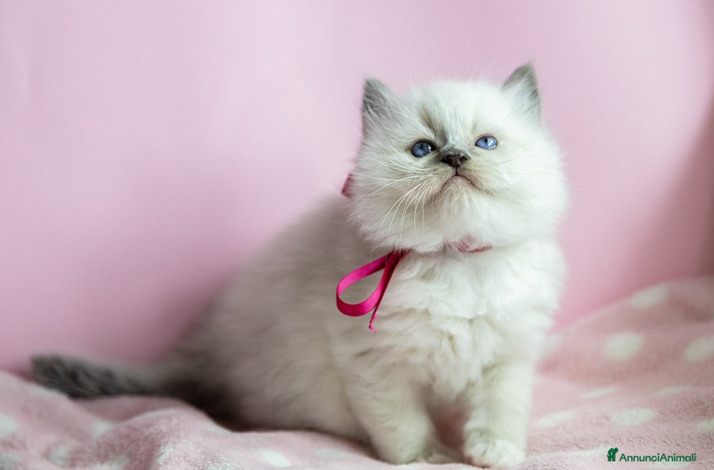 Ragdoll gatti Bellissimi cuccioli Ragdoll - Annuncio 1