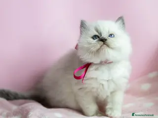Ragdoll gatti Bellissimi cuccioli Ragdoll - Annuncio 1