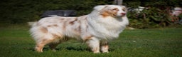 Australian Shepherd cani per accoppiamento: Australian Shepherd - Annuncio 3