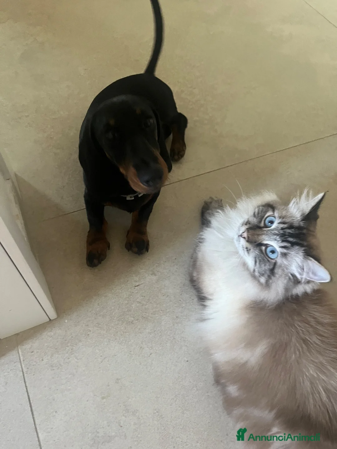 Bassotto cani per accoppiamento: Bassotto con pedigree per monta - Annuncio 2