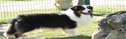 Australian Shepherd cani in vendita: Annuncio Cucciolata Pastore Australiano a Città metropolitana di Roma Capitale - Annuncio 3