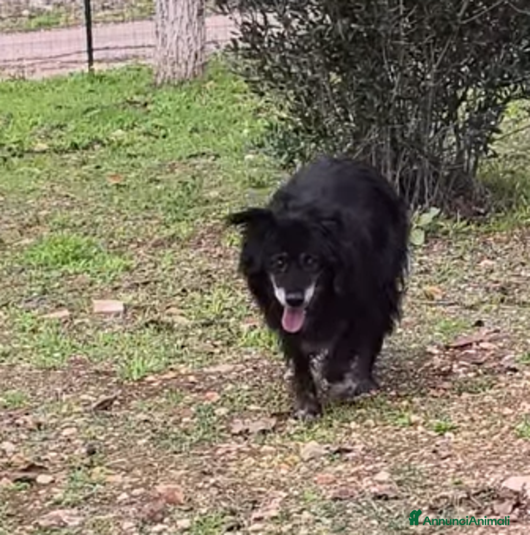 Meticcio cani in regalo: Unghietta, non era mai uscita dal canile! - Annuncio 2