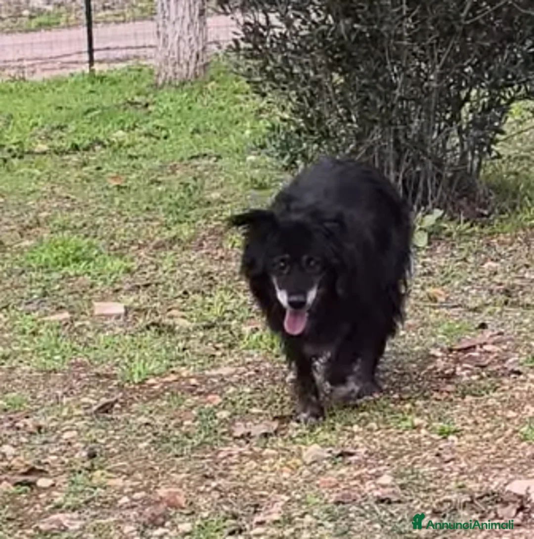 Meticcio cani in regalo: Unghietta, non era mai uscita dal canile! - Annuncio 2