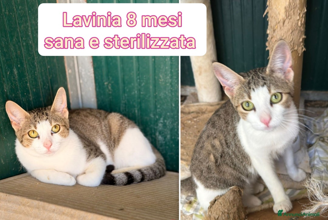 Altre razze gatti in regalo: TANTI GATTINI DA ADOTTARE! - Annuncio 10