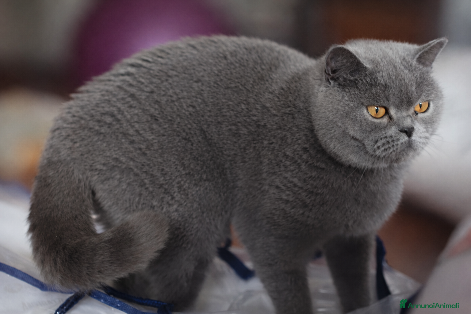 Scottish gatti Gatta scottish stright  - Annuncio 3