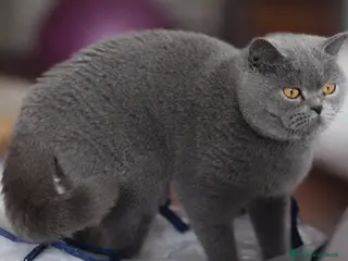 Scottish gatti Gatta scottish stright - Annuncio 20