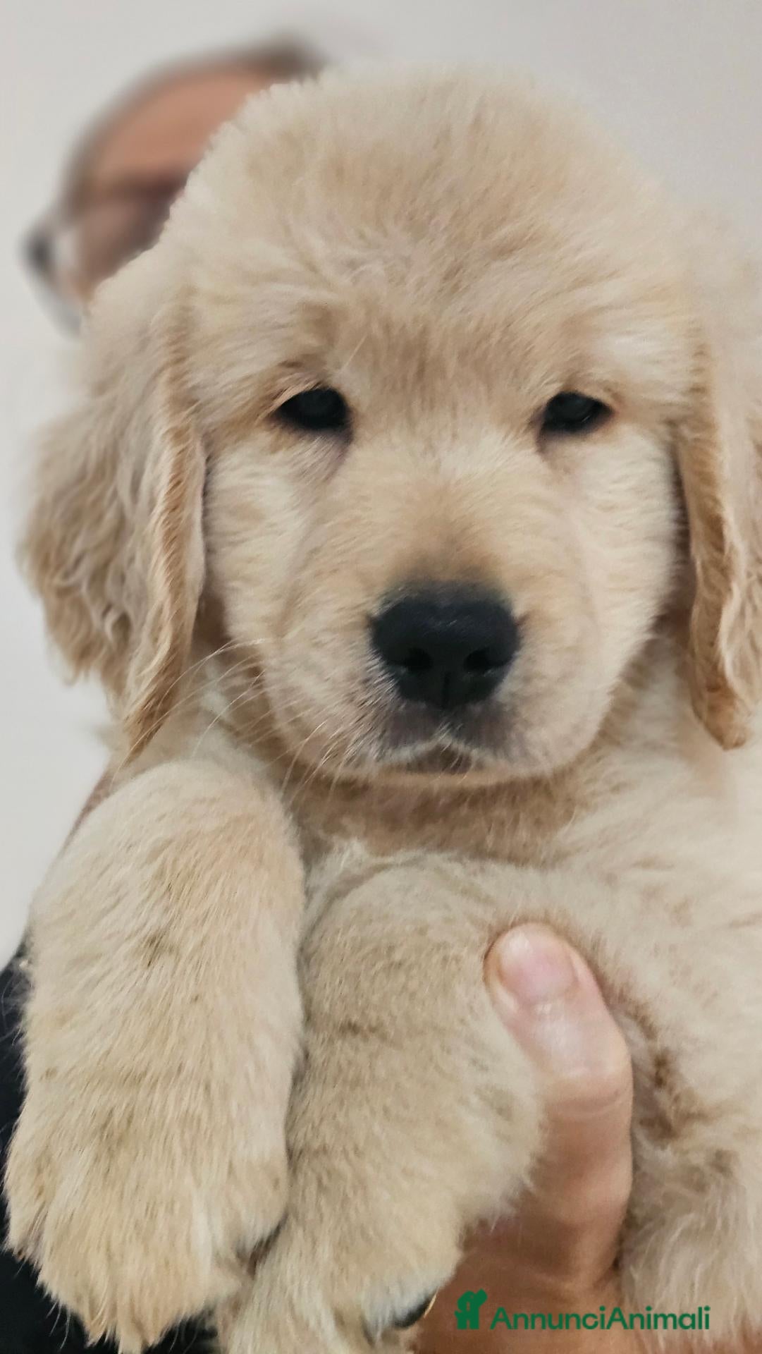 Golden Retriever cani ULTIMI 2 SPLENDIDI CUCCIOLI GOLDEN RETRIEVER  - Annuncio 2