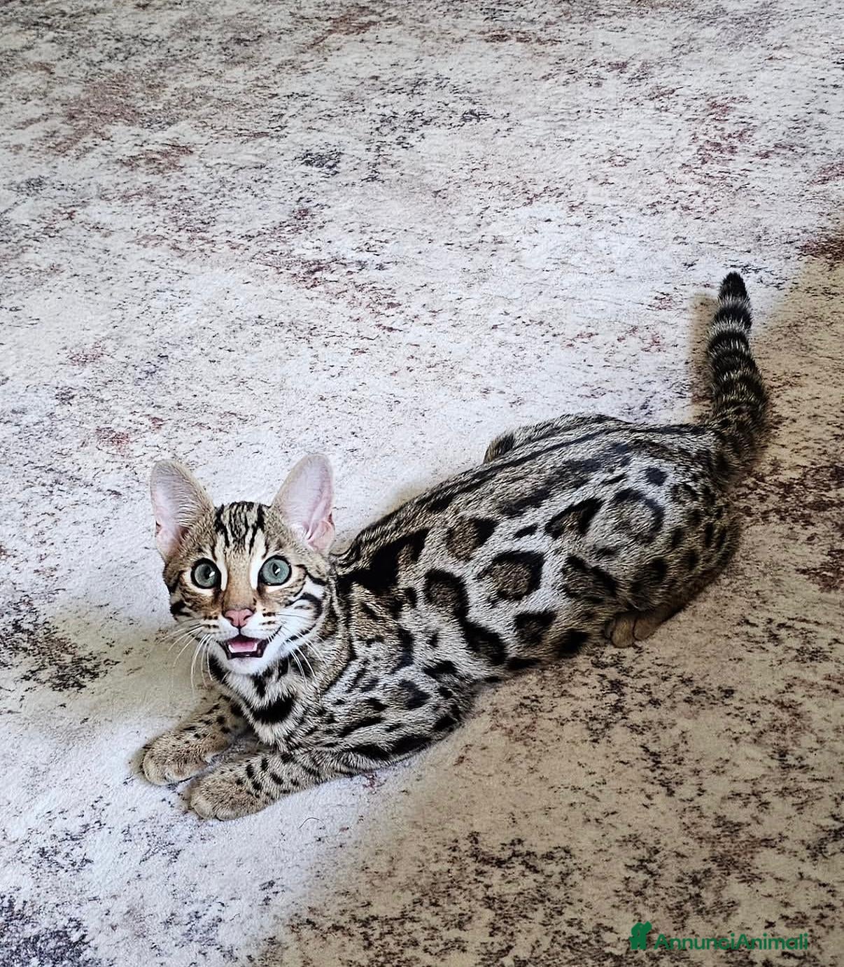 Bengala gatti Bellissimi cuccioli di bengala - Annuncio 9