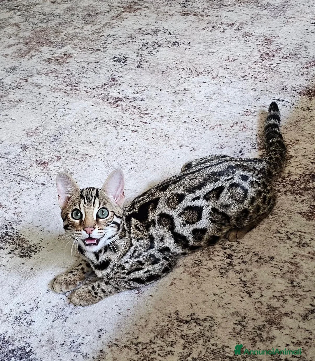 Bengala gatti in vendita: Bellissimi cuccioli di bengala - Annuncio 1