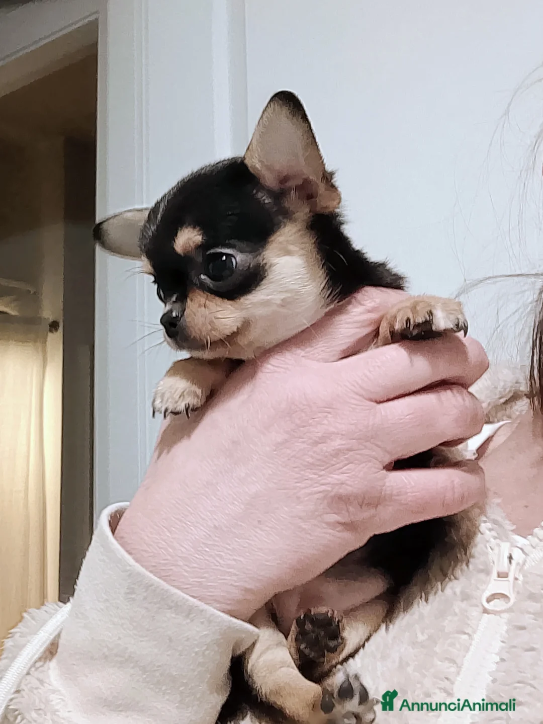 Chihuahua cani in vendita: Chihuahua con pedigree ENCI  - Annuncio 5