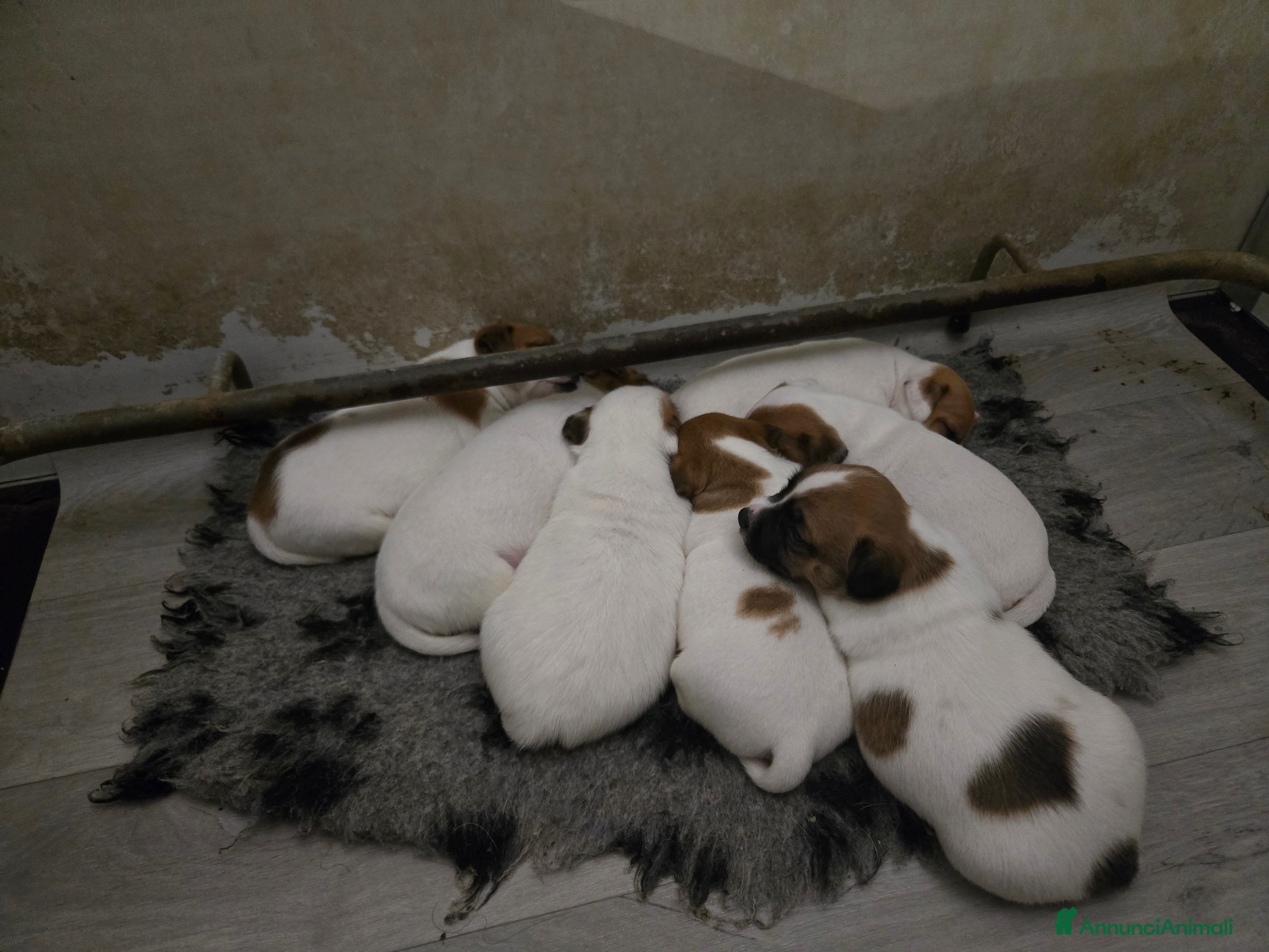 Jack Russell cani Cuccioli Jack russell terrier - Annuncio 2