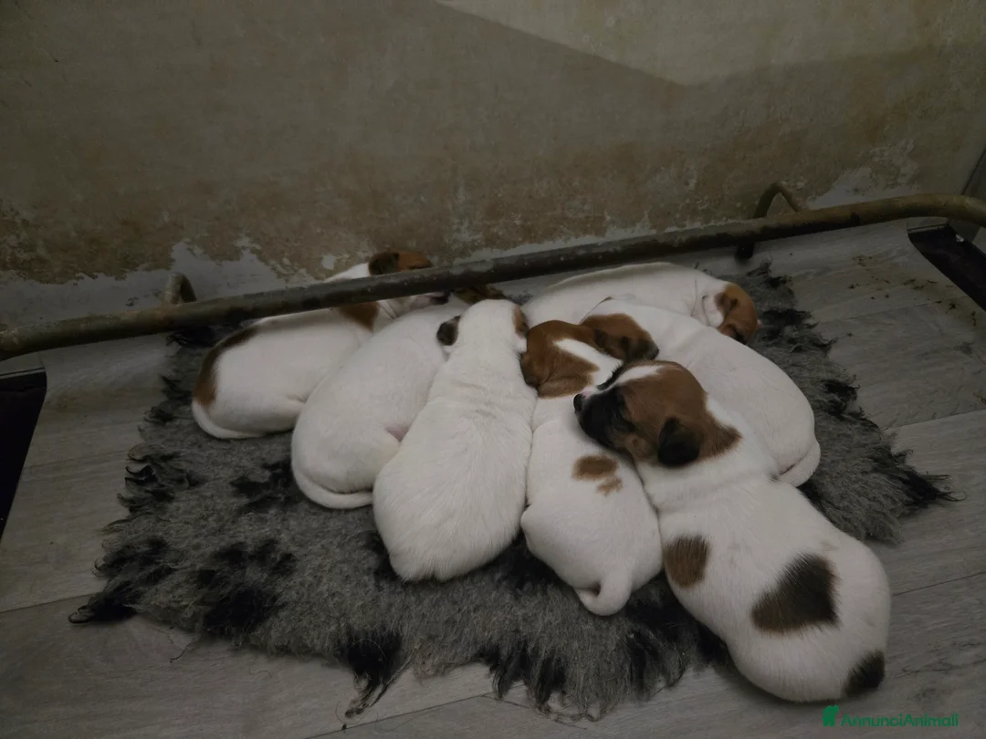Jack Russell cani in vendita: Cuccioli Jack russell terrier - Annuncio 2