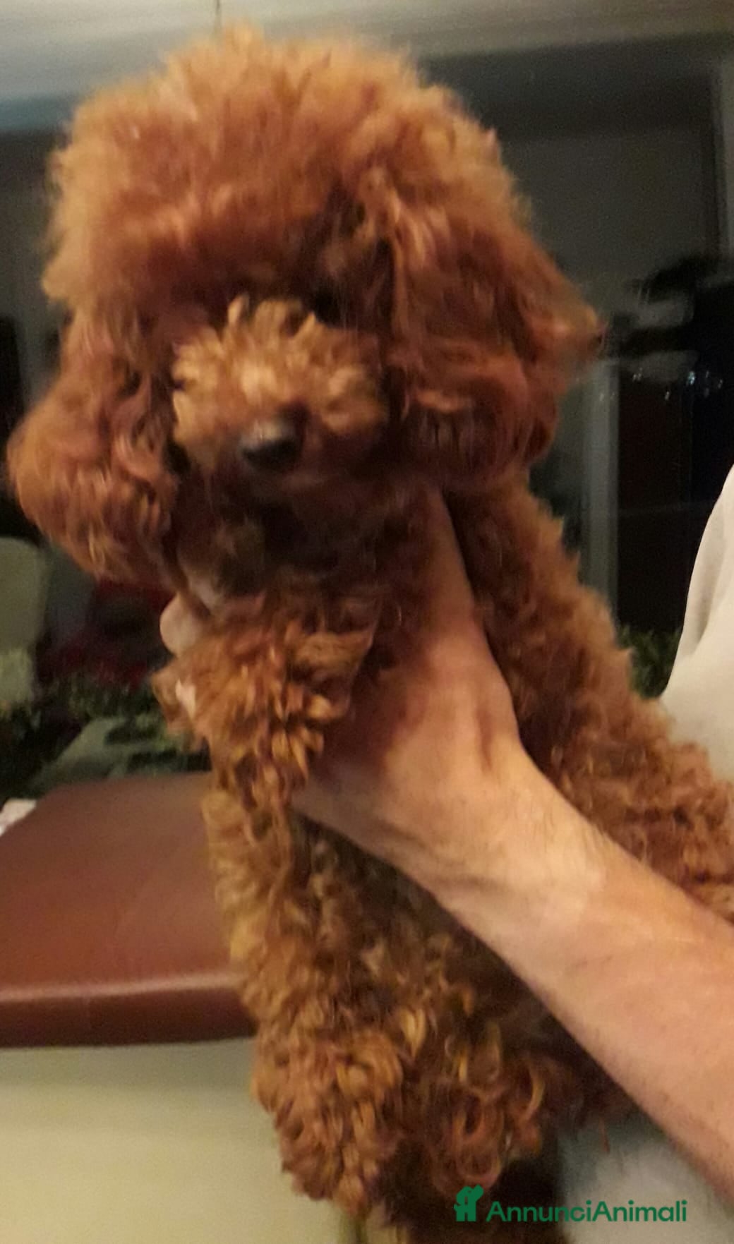 Barboncino cani Barboncino Red  - Annuncio 7