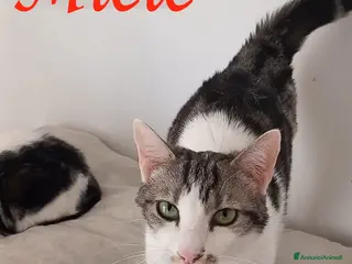 Europeo gatti Adorabile gatto in adozione, MIELE! - Annuncio 16