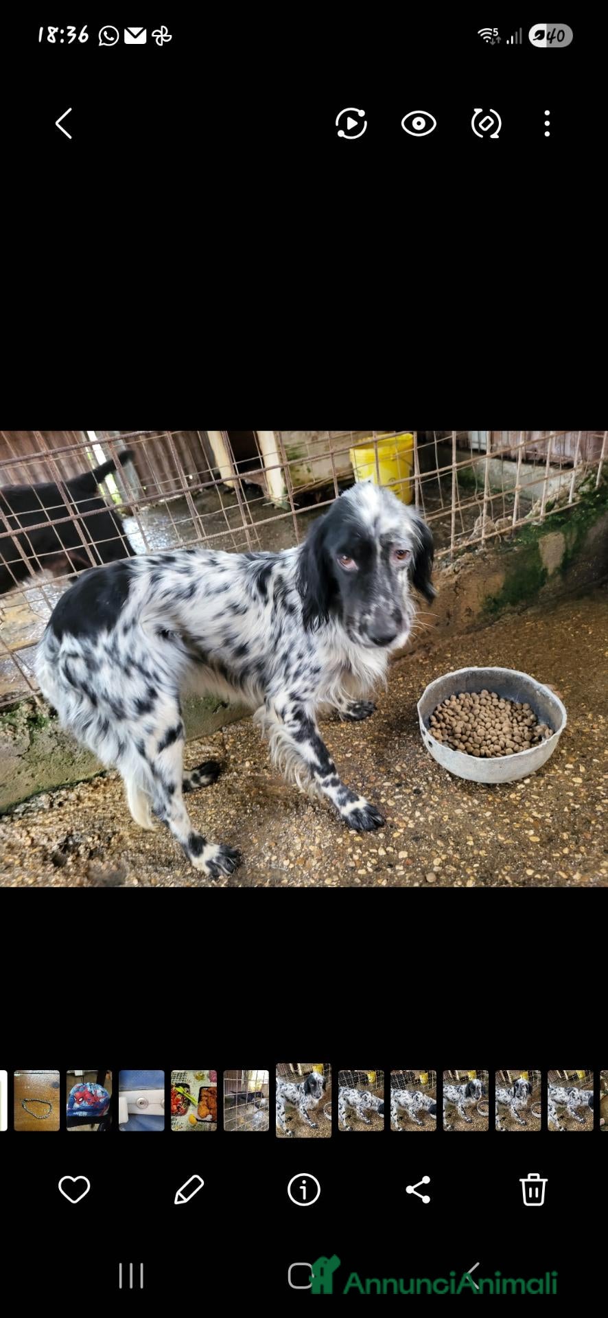 Meticcio cani cuccioli di drathar e setter - Annuncio 1