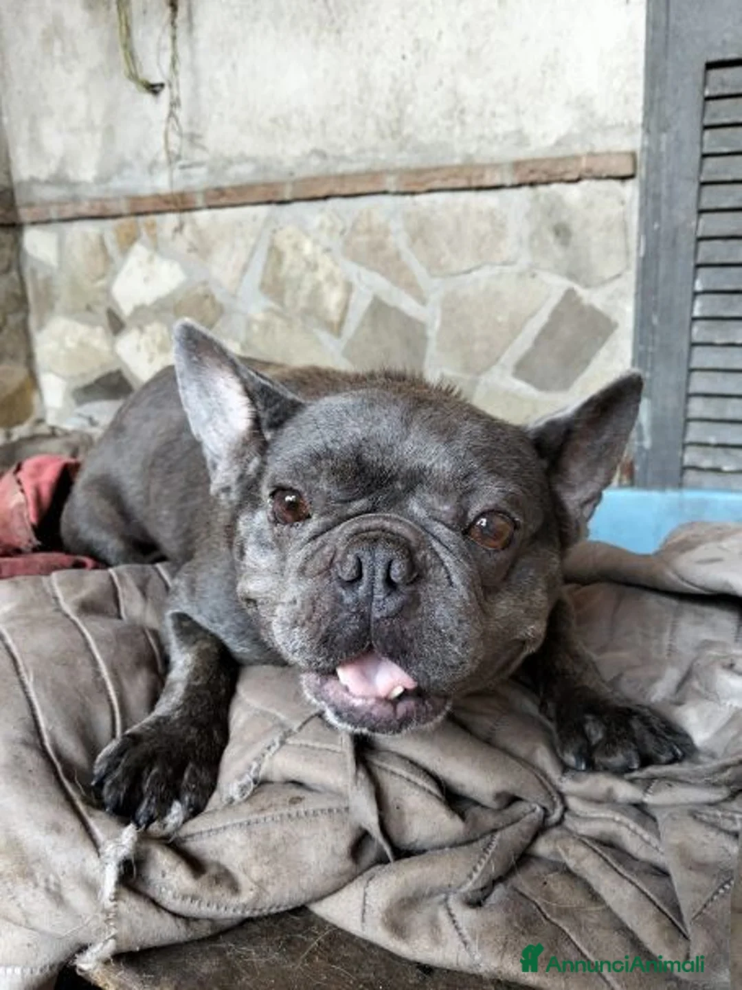Bulldog Francese cani in regalo: MATILDE  molto giocosa! - Annuncio 2