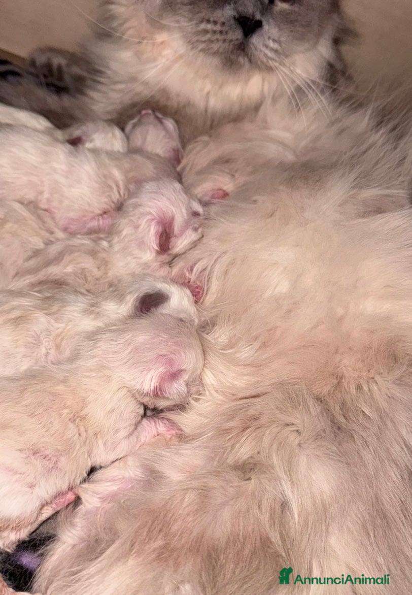 Ragdoll gatti Ragdoll - Annuncio 33
