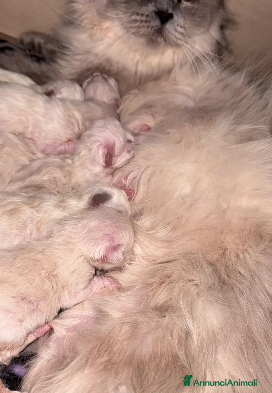 Ragdoll gatti in vendita: Ragdoll - Annuncio 1