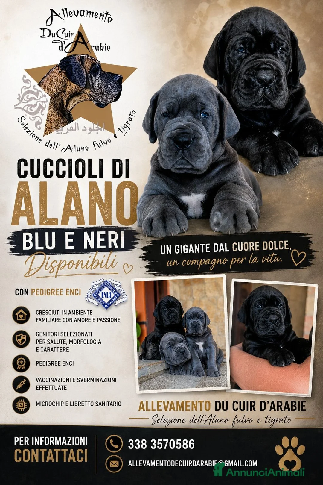Alano cani in vendita: Cuccioli di Alano Blu e Neri con pedigree Enci - Annuncio 4