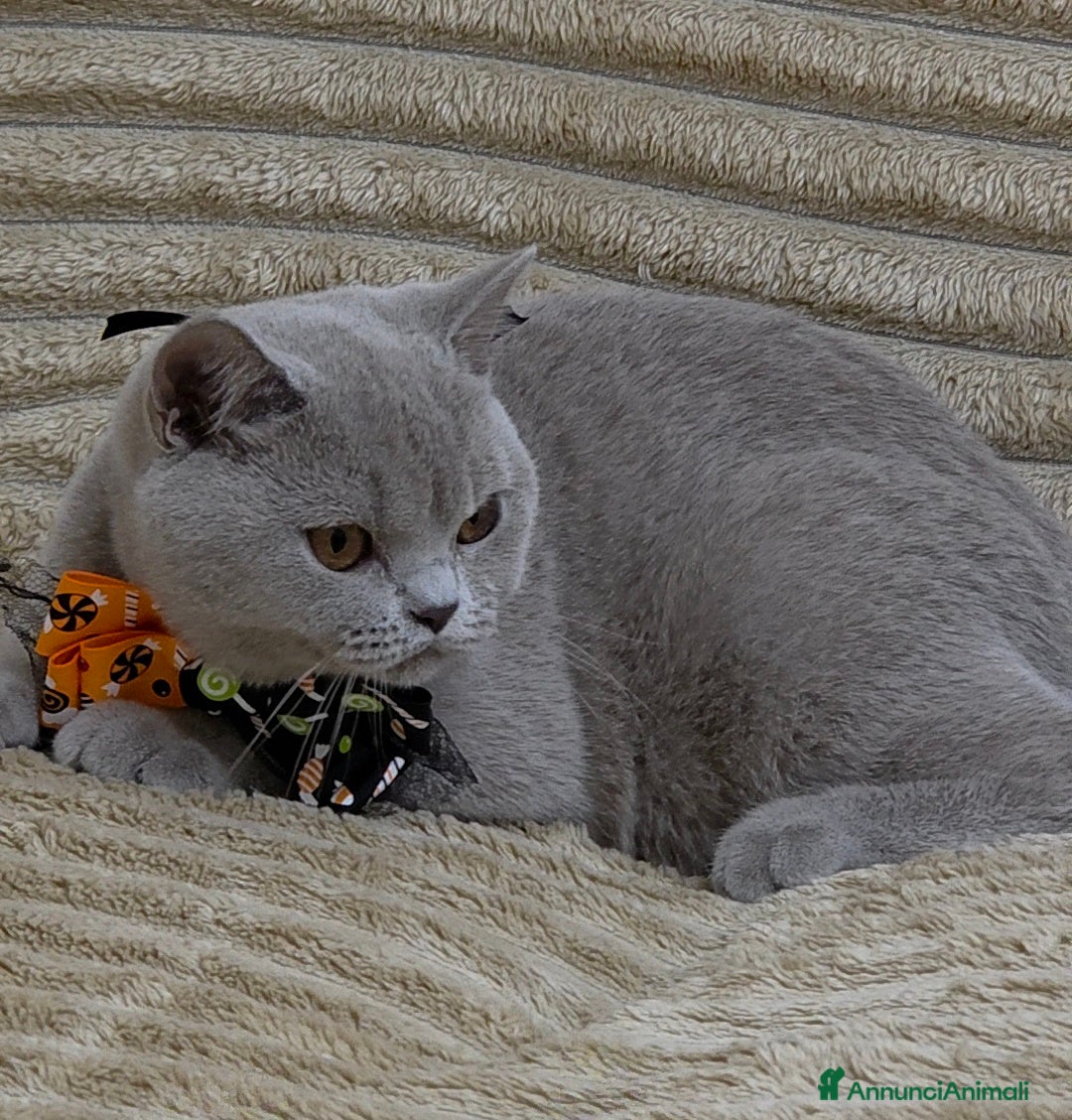 British gatti in vendita: British shorthair pedigree  - Annuncio 10