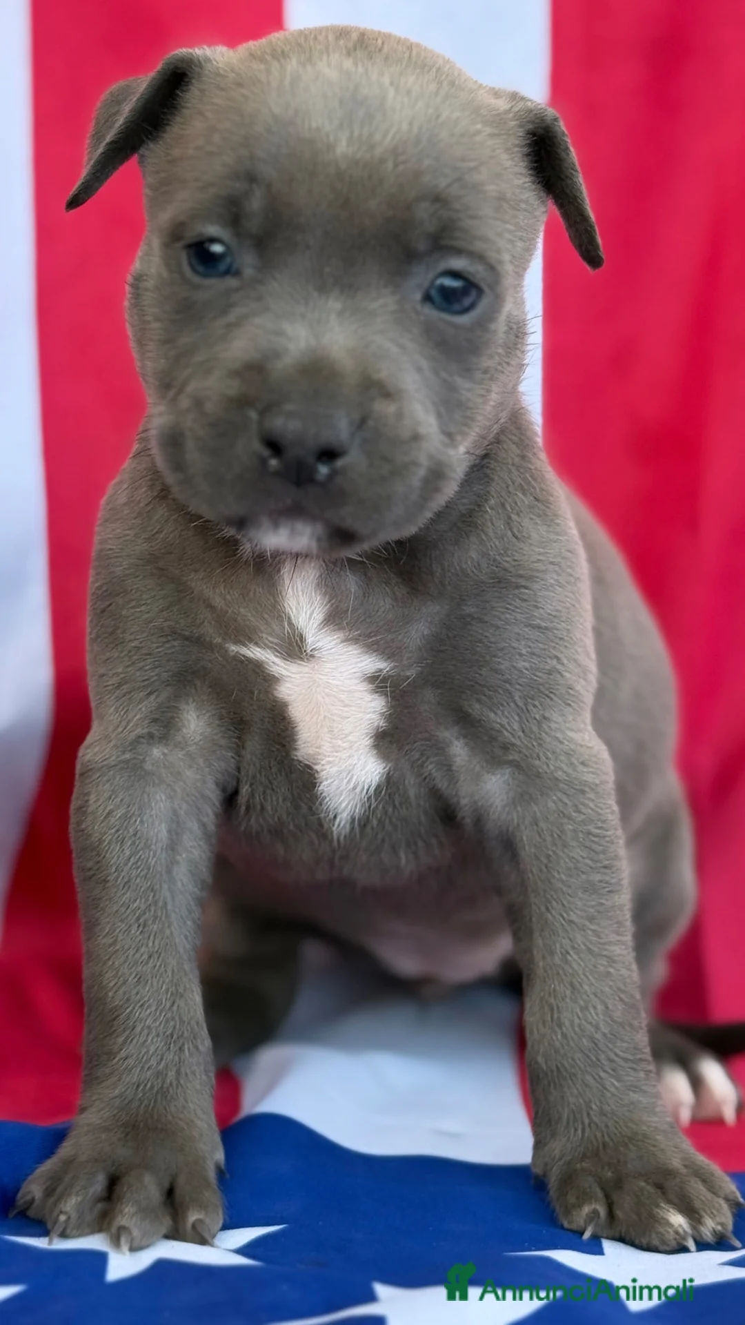 American Staffordshire cani in vendita: Amstaff cuccioli Blu  - Annuncio 2