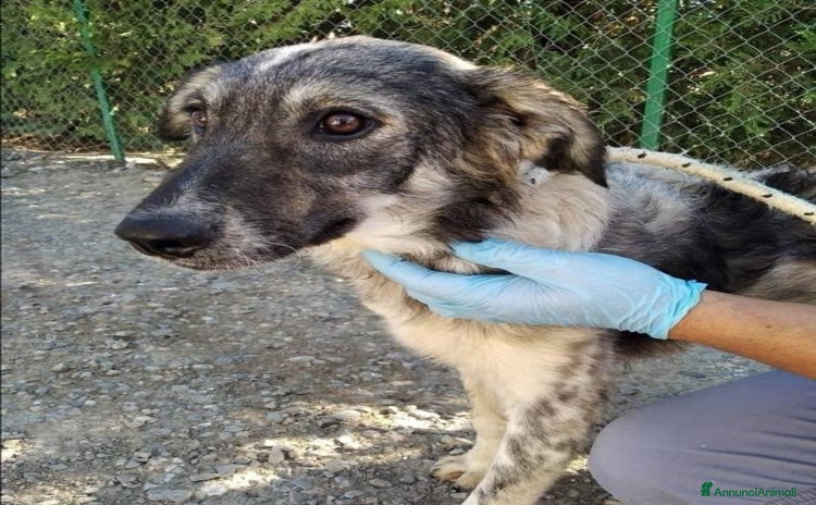 Meticcio cani a Città Metropolitana di Torino - Annuncio 8