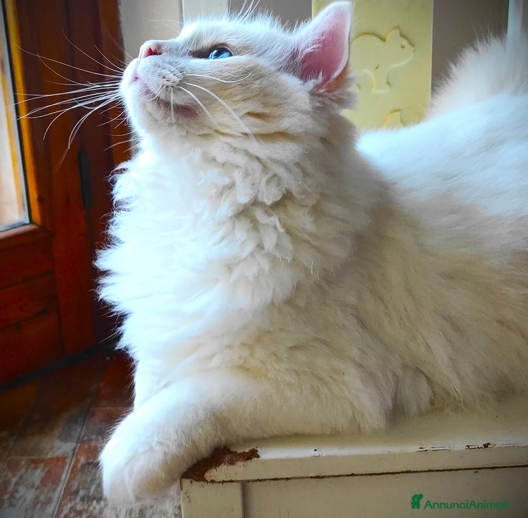 Immagine della galleria {{count}}