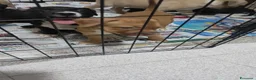 Pitbull cani in vendita: Cucciola American Pitbull terrier  - Annuncio 3