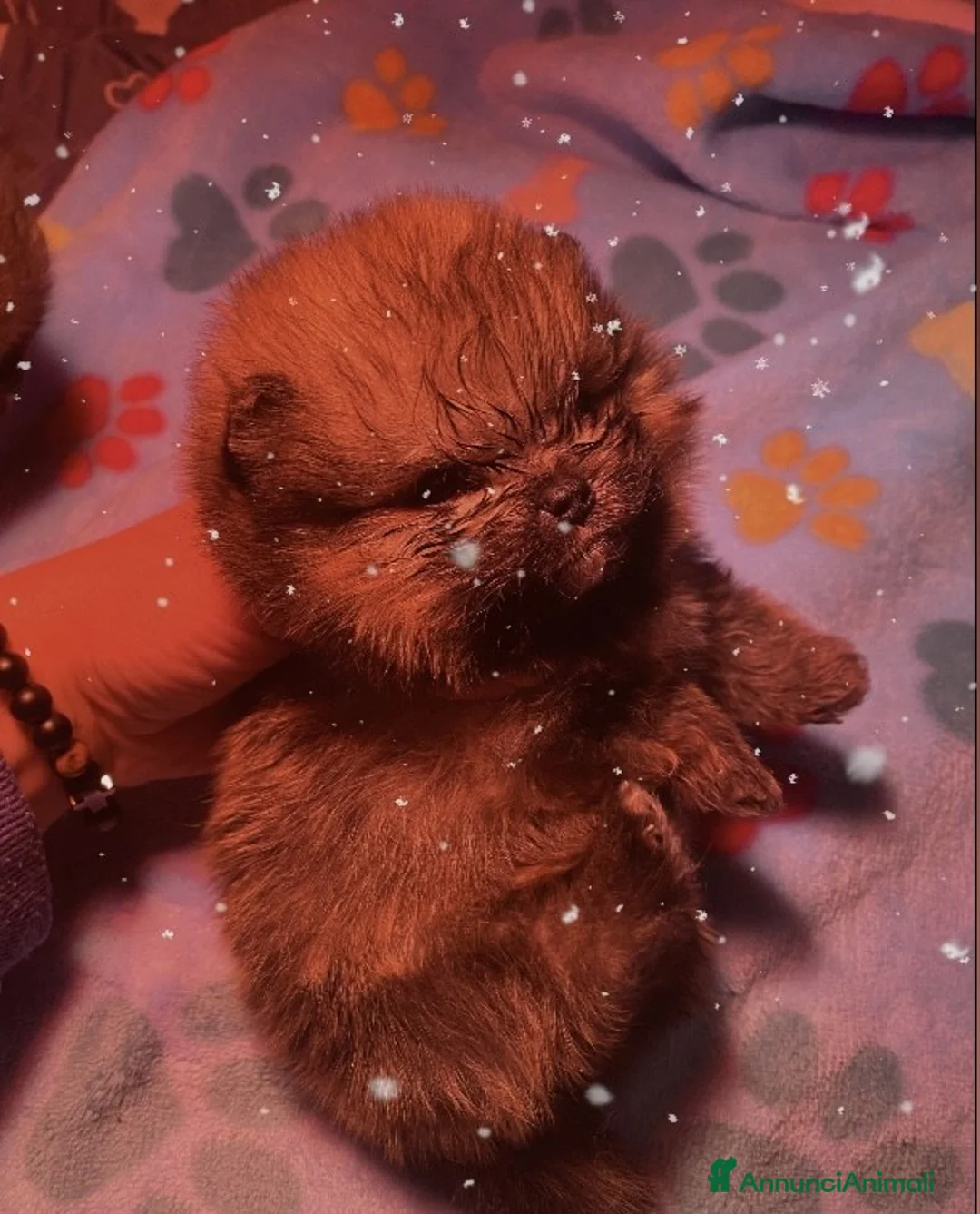 Volpino Pomerania cani in vendita: Cucciolo di Pomerania con Pedigree ENCI - Annuncio 2