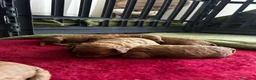Barboncino cani in vendita: Barboncino nano  - Annuncio 2