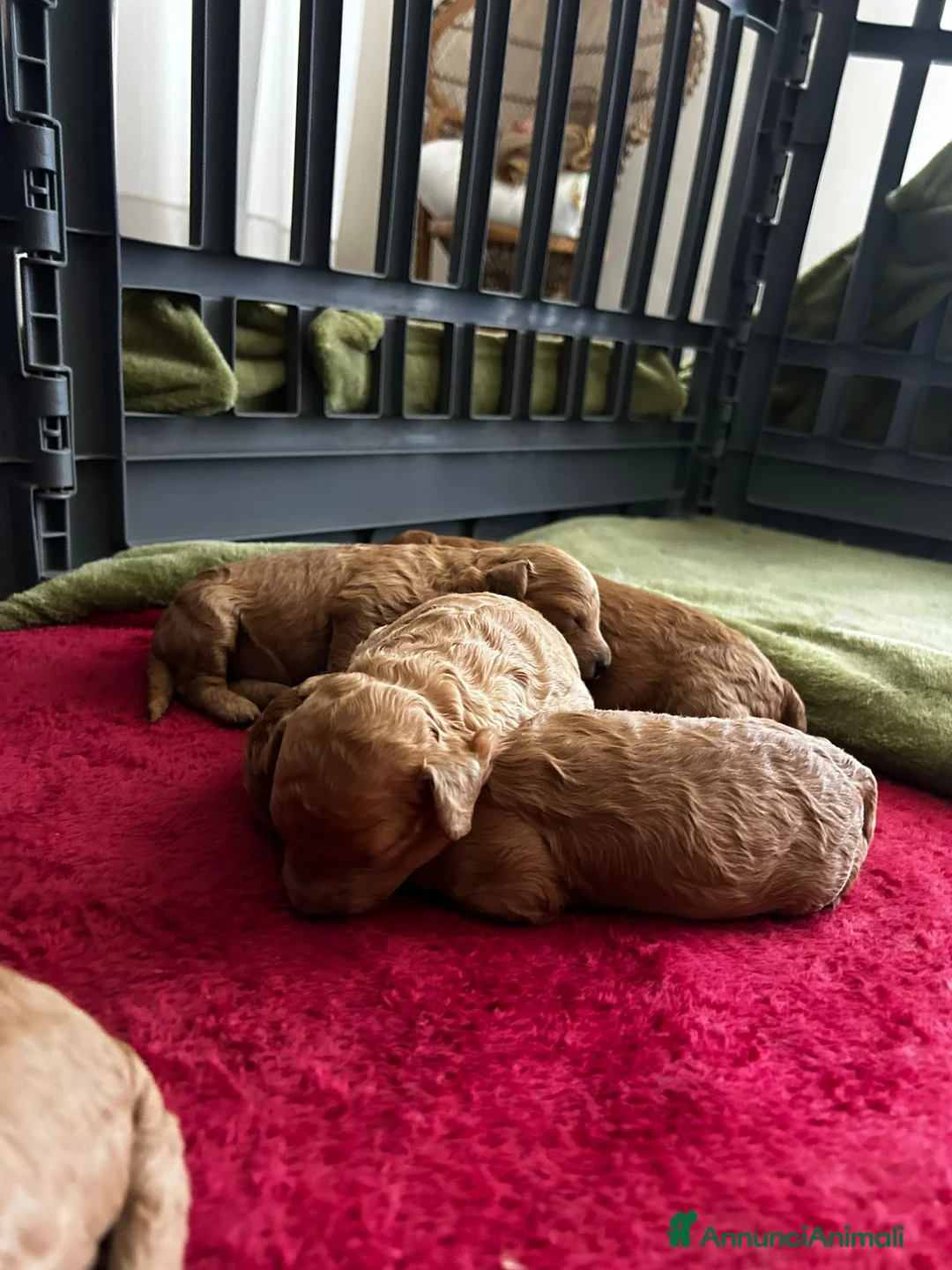 Barboncino cani in vendita: Barboncino nano  - Annuncio 2