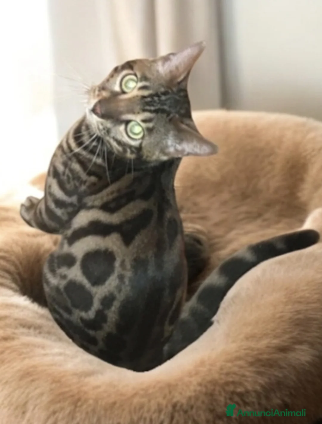 Bengala gatti in vendita: Stupendo gattino Bengala  - Annuncio 1