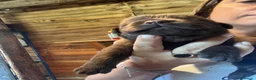 Labrador cani in vendita: Cuccioli di labrador chocolate - Annuncio 12
