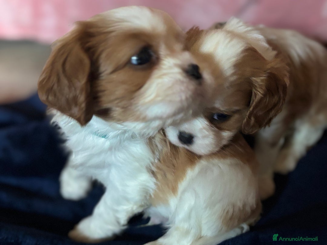 Cavalier King cani in vendita: Cuccioli di Cavalier King nati in casa ❤️ - Annuncio 12