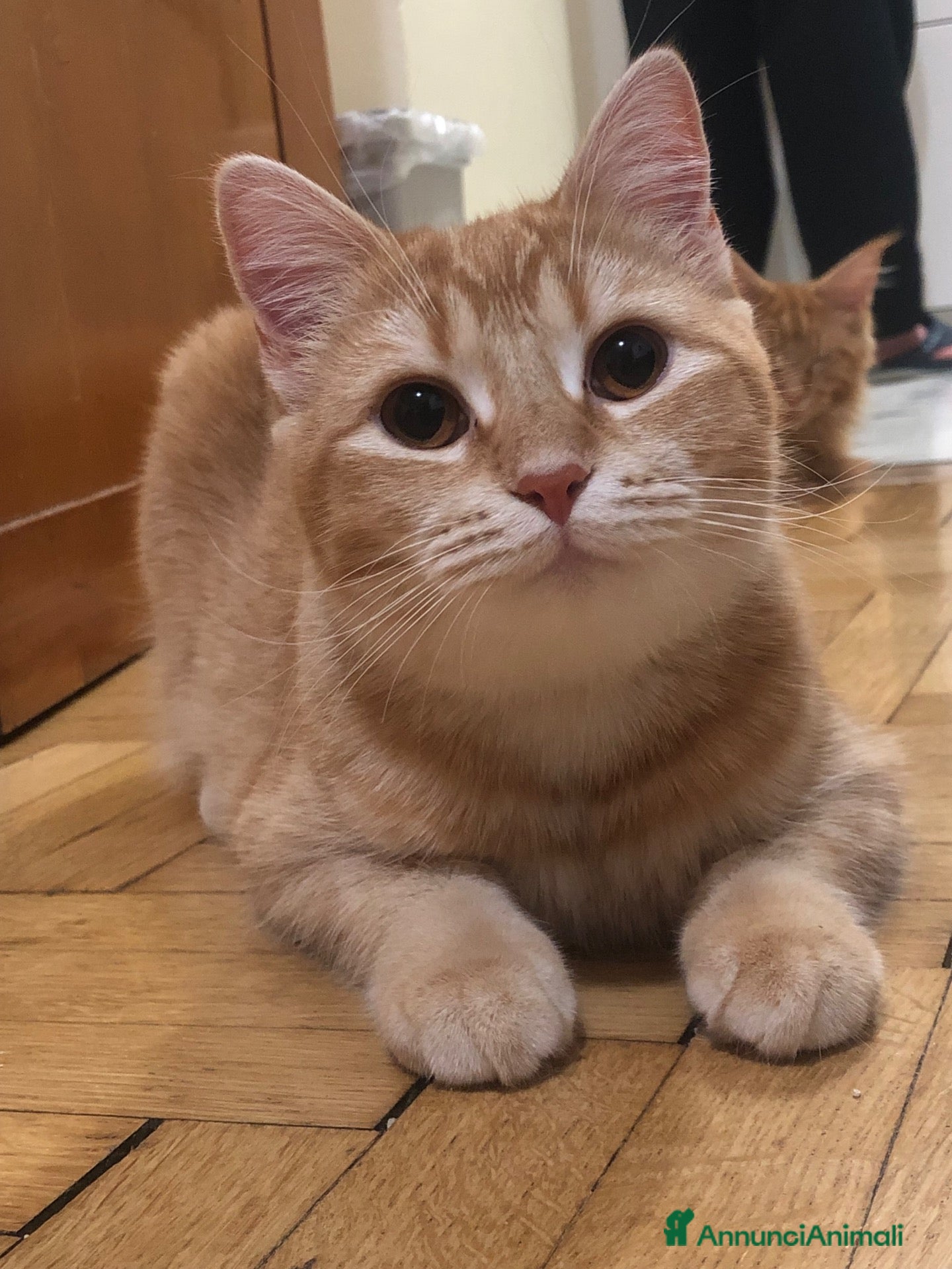 Scottish gatti Gattini scottish - Annuncio 11