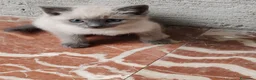 Siamese gatti in vendita: Micetto siamese - Annuncio 2
