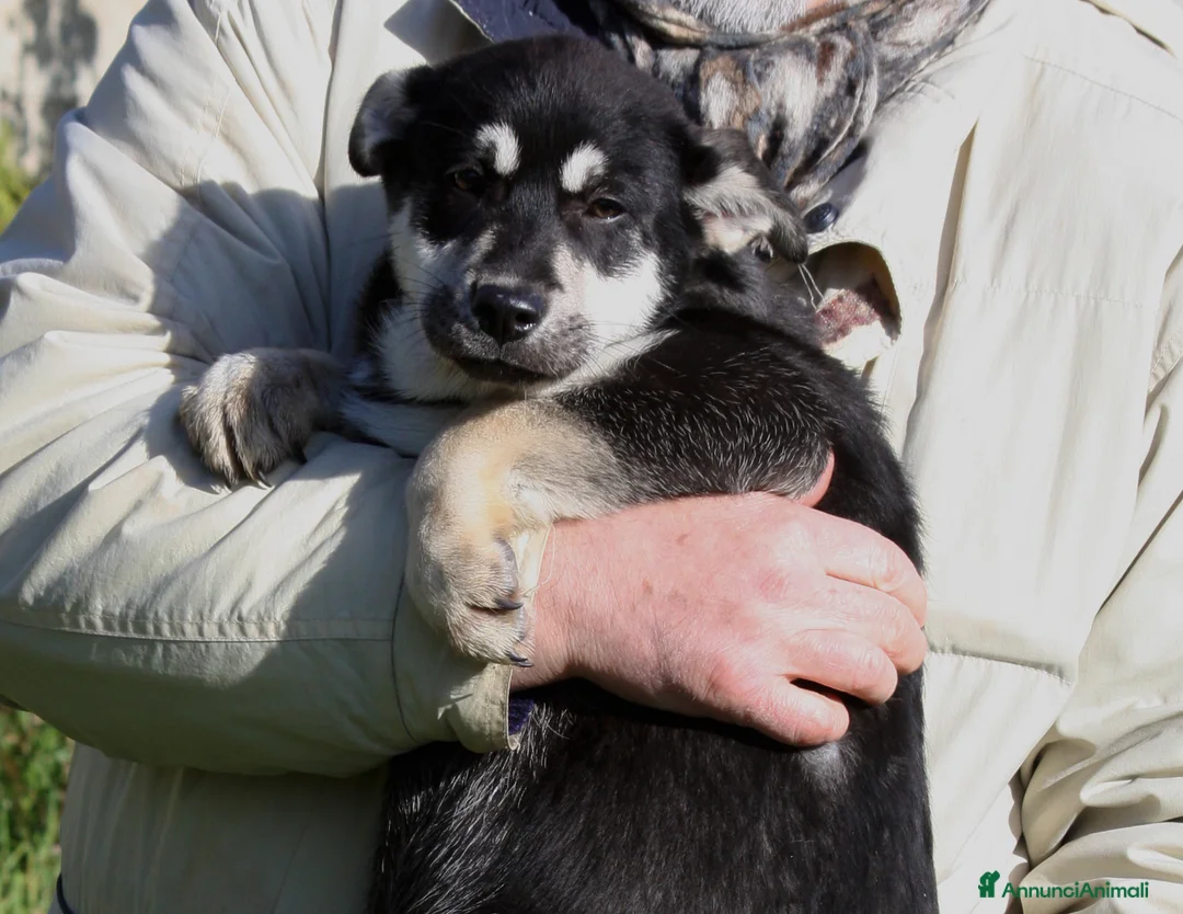 Meticcio cani in regalo: Matilde mix pastorina in adozione  - Annuncio 6