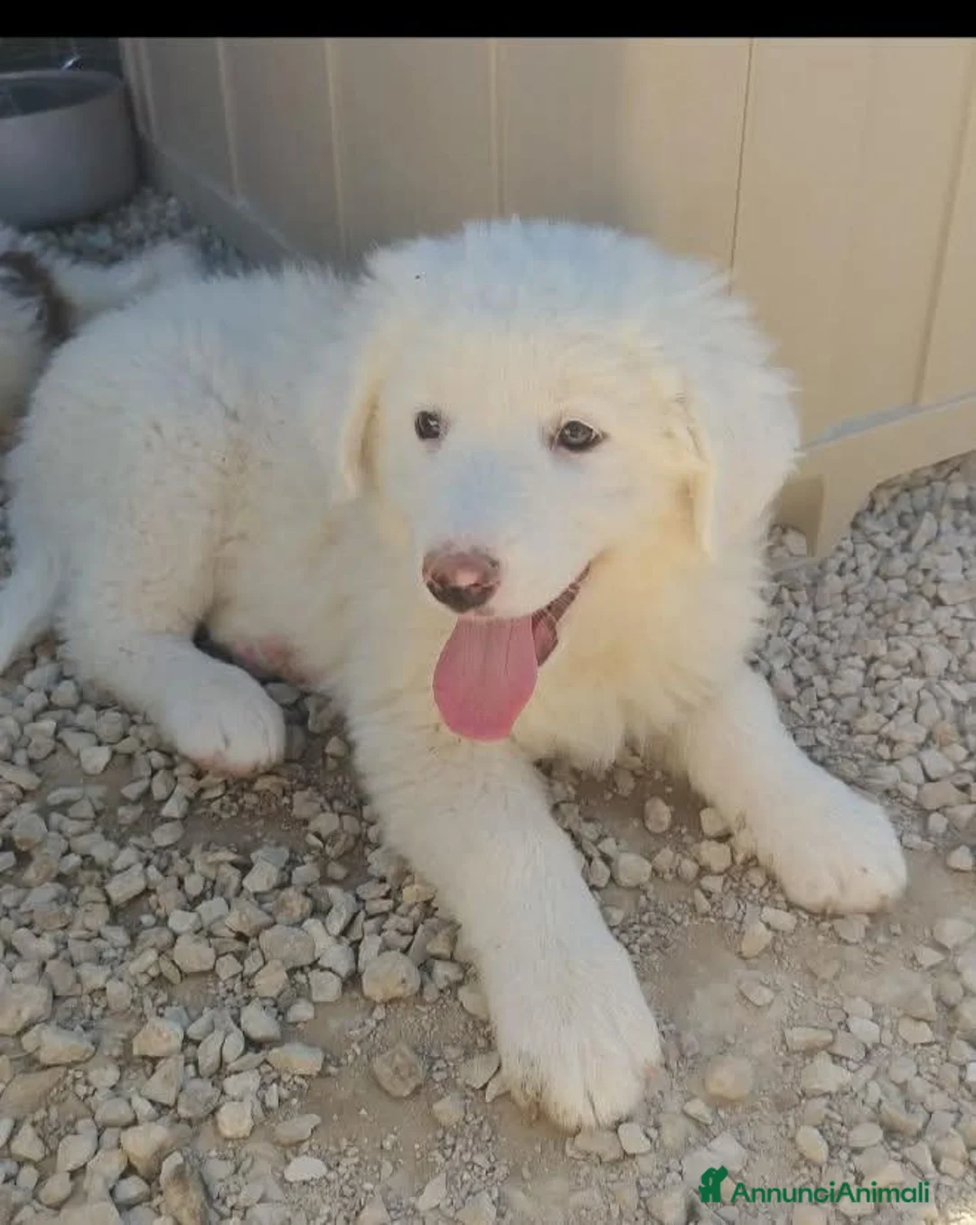 Meticcio cani in regalo: 2 mesi mix maremmano  - Annuncio 1