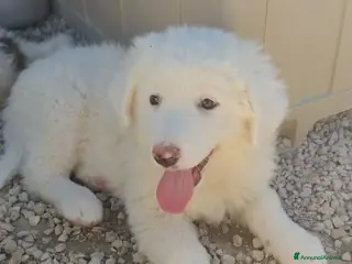 Meticcio cani 2 mesi mix maremmano - Annuncio 6