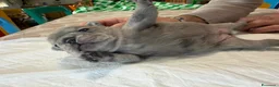 Bulldog Francese cani in vendita: bulldog francese  - Annuncio 10