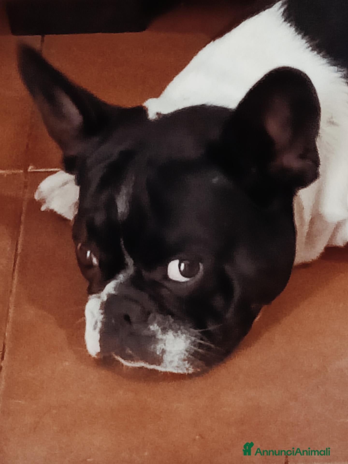 Bulldog Francese cani Cuccioli Bulldog francese  - Annuncio 15